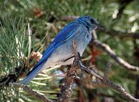 Mountain Bluebird - Sialia currucoides