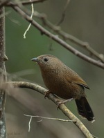 Streaked Laughingthrush - Garrulax lineatus