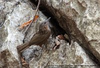 Limestone Wren-Babbler - Napothera crispifrons