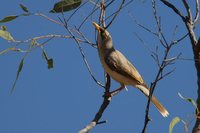 Yellow-throated Miner - Manorina flavigula