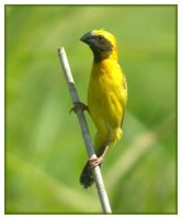 Asian Golden Weaver - Ploceus hypoxanthus