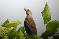 Brown-headed Cowbird - Molothrus ater