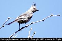 Phainopepla -female-  (Arizona)