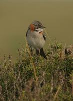Rufous-collared Sparrow: Patagonian subspecies 'australis'