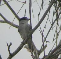 Cinereous becard, male, Suriname