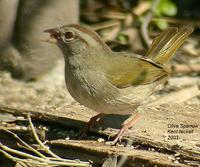 Olive Sparrow (Arremonops rufivirgatus)