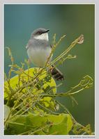 Grey-breasted Prinia (Prinia hodgsonii)
