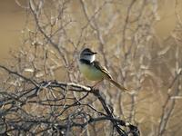 Black-chested Prinia