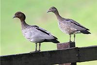 Australian Wood Ducks