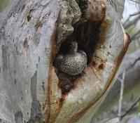 Australian Wood Duck