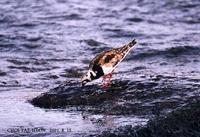 꼬까도요 Ruddy turnstone Arenaria interpres