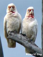 Long-billed Corella