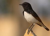 Variable Wheatear - Oenanthe picata