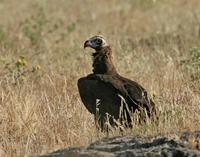 Black Vulture (Aegypius monachus)