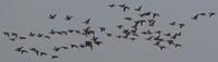 Brent Goose (Branta bernicla)
