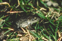 : Bufo amatolicus; Amatola Toad