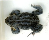 : Bufo latastii; Ladakh Toad