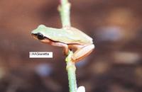 : Dendropsophus jimi
