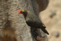 : Buphagus erythrorhynchus; Redbilled Oxpecker