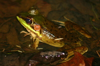 : Rana vaillanti; Vaillant's Frog