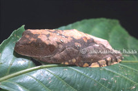 : Rhacophorus pardalis; Gliding Tree Frog