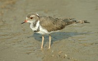 : Charadrius tricollaris; Threebanded Plover