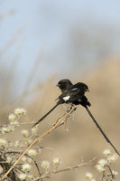 : Corvinella melanoleuca; African Magpie Shrike