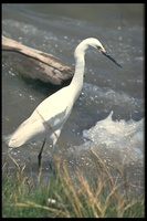 : Egretta thula; Snowy Egret