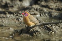 : Granatina granatina; Violet-eared Waxbill