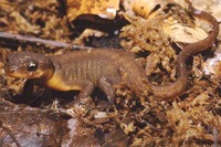 : Taricha torosa; California Newt