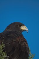 : Parabuteo unicinctus; Harris' Hawk