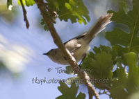 : Psaltriparus minimus; Bushtit