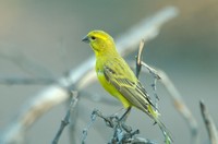 : Serinus flaviventris; Yellow Canary