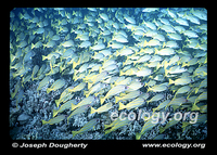 : Lutjanus kasmira; Blue-striped Snapper