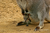 : Macropus rufogriseus