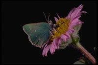 : Callophrys viridis; Green Hairstreak