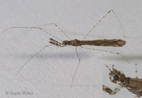 : Empicoris sp.; Thread-legged Bug