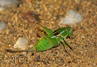 : Neobarrettia spinosa; Greater Arid-land Katydid