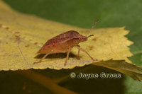 : Thyanta pallidovirens; Stink Bug