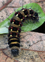 : Vanessa virginiensis; American Painted Lady