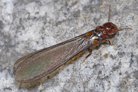 : Zootermopsis angusticollis; Pacific Dampwood Termite