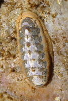 : Stenoplax heathiana; Heath's Chiton