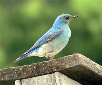 Mountain Bluebird