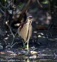 Von Schrenck's Bittern » Ixobrychus eurhythmus