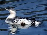 아비 Gavia stellata | red-throated loon