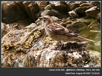 Leucosticte nemoricola Plain Mountain Finch 林嶺雀 121-056