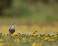 은빛찌르레기 Red-billed Starling