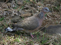 Spotted Dove