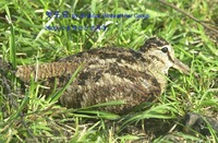 멧도요 Eurasian Woodcock