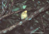 Narcissus Flycatcher » Ficedula narcissina owstoni